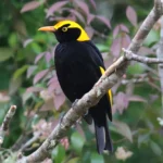 Regent Bowerbird, photography by Dominic Sherony
