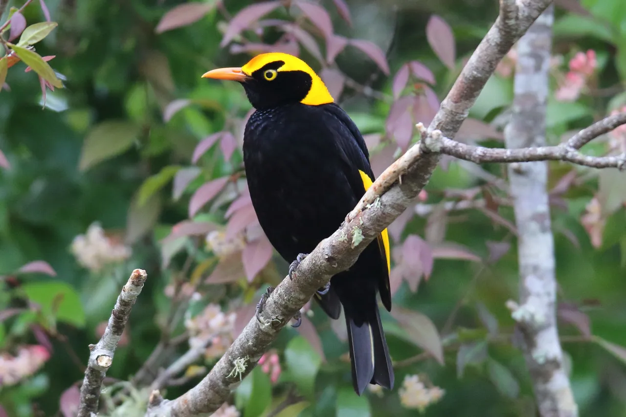 Regent Bowerbird