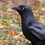 Torresian Crow