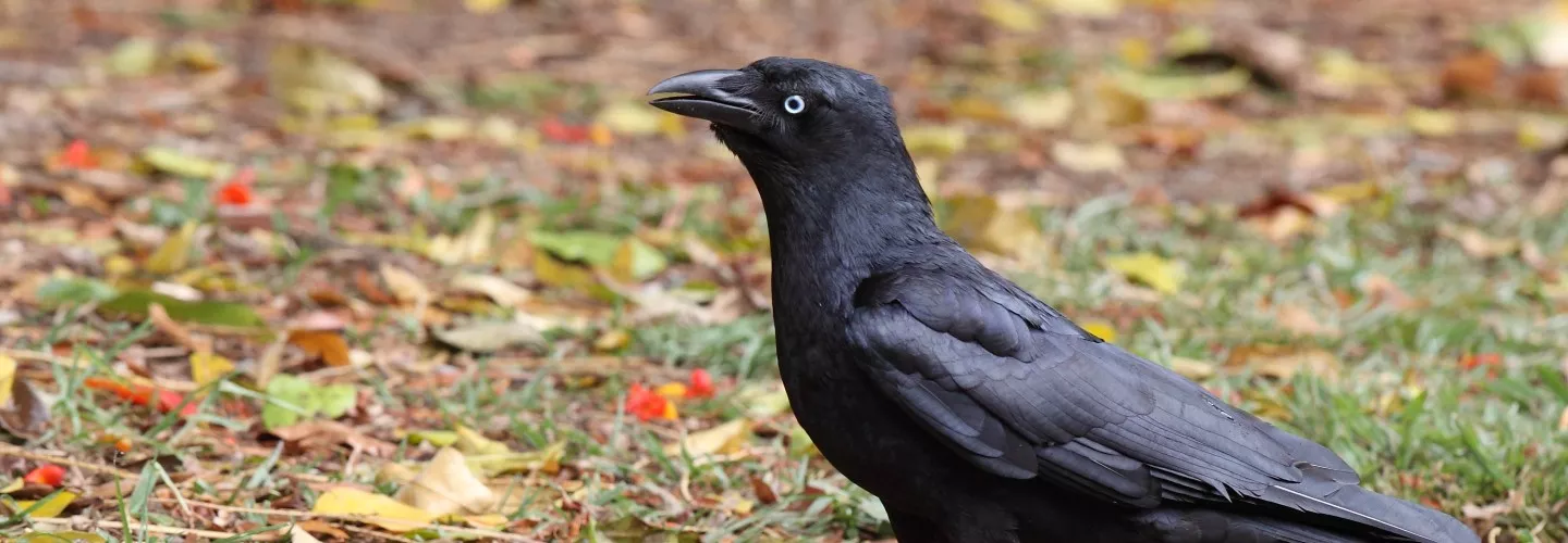 Torresian Crow