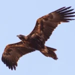 Wedge-tailed eagle, photography by Ron Knight