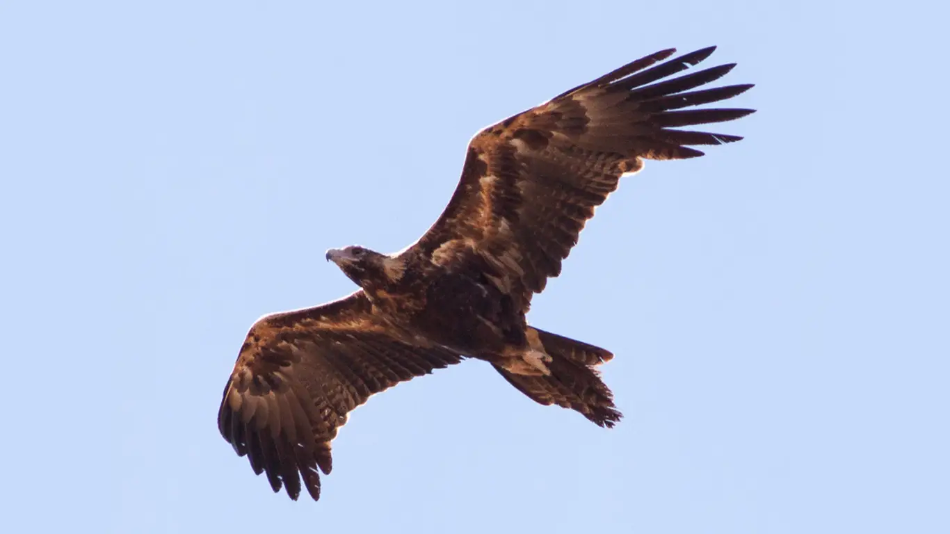 Wedge-tailed eagle, photography by Ron Knight