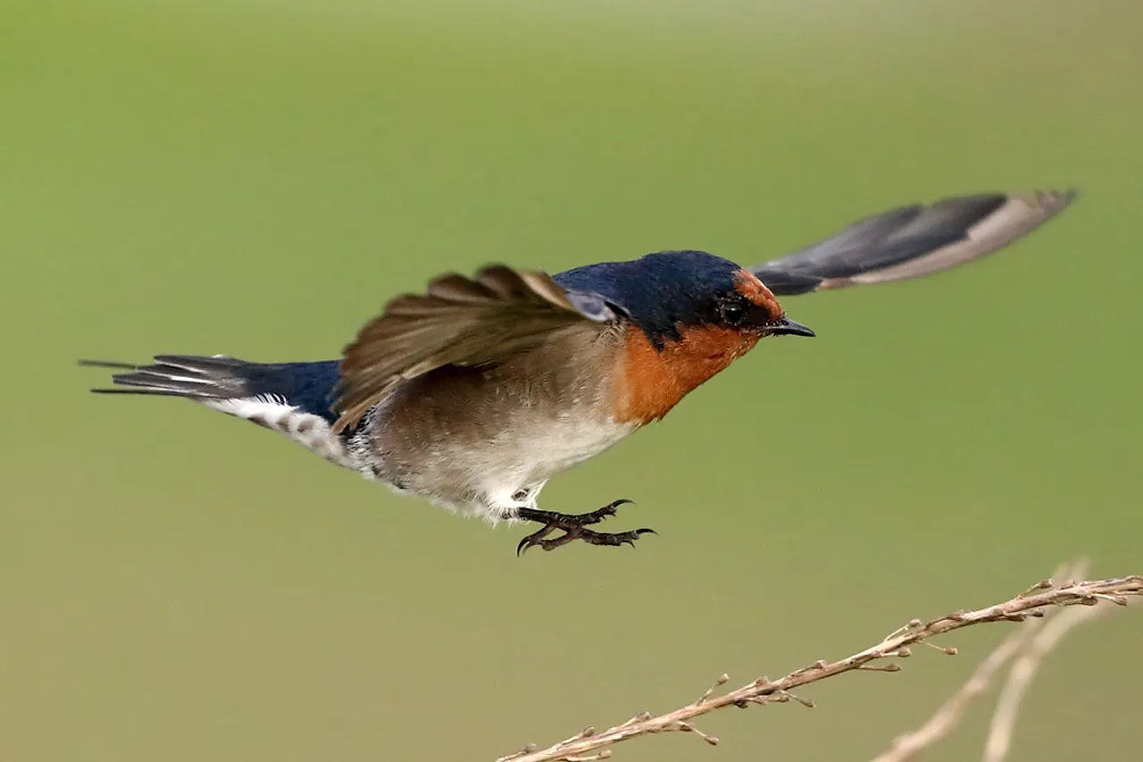 Welcome Swallow