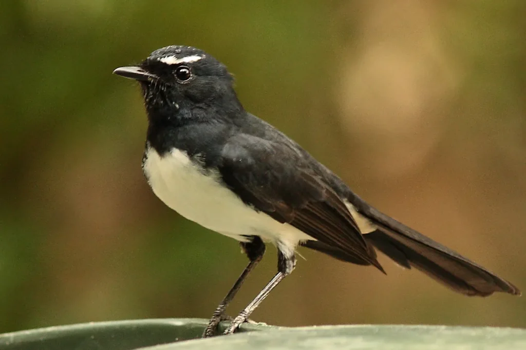 Willy Wagtail