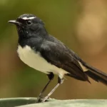 Willy Wagtail