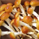 Nameko mushrooms Nimbin