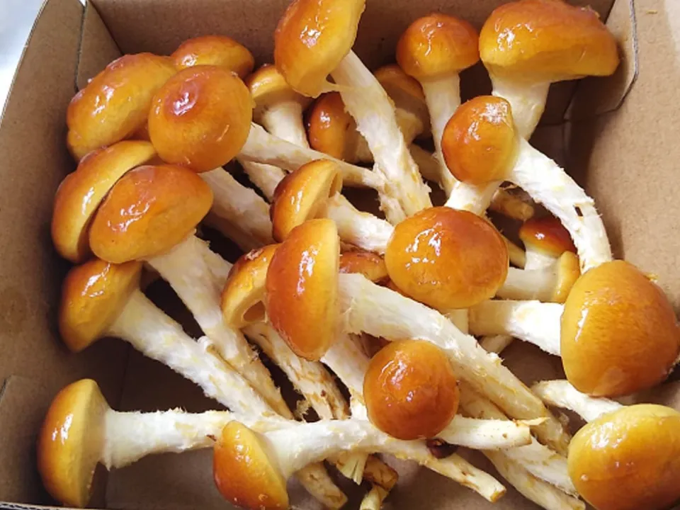 Nameko mushrooms Nimbin