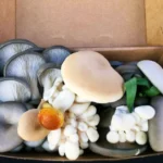 Gourmet mushrooms at Nimbin Farmers Market