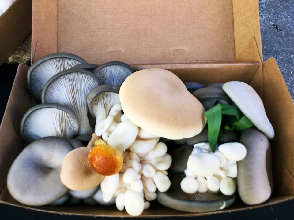 Gourmet mushrooms at Nimbin Farmers Market