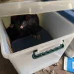 Fellow custodians of the archives